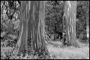 km_20070811_0058-2
