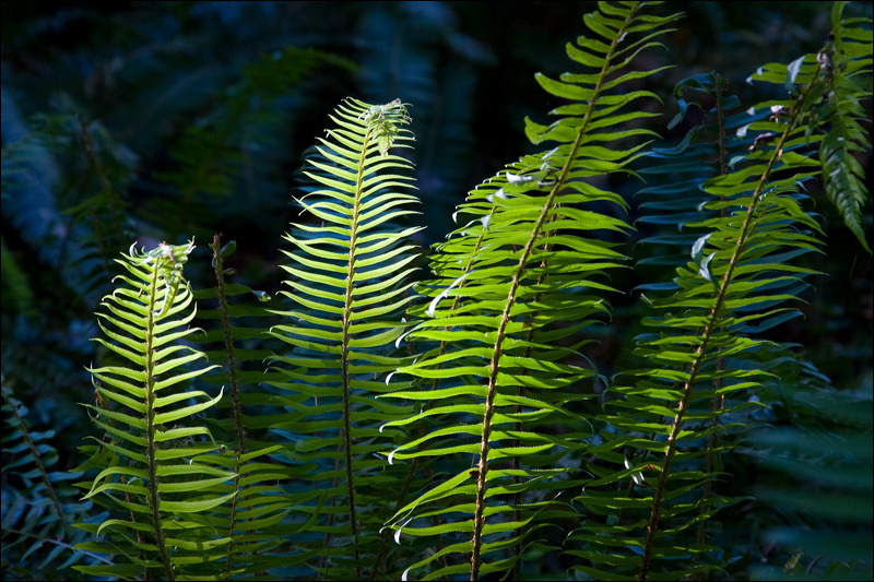 km_20070705_0063.jpg