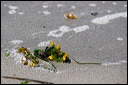km_20070707_0045