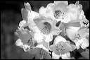 img_0706a_bw