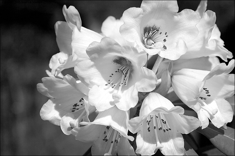 img_0706a_bw.jpg